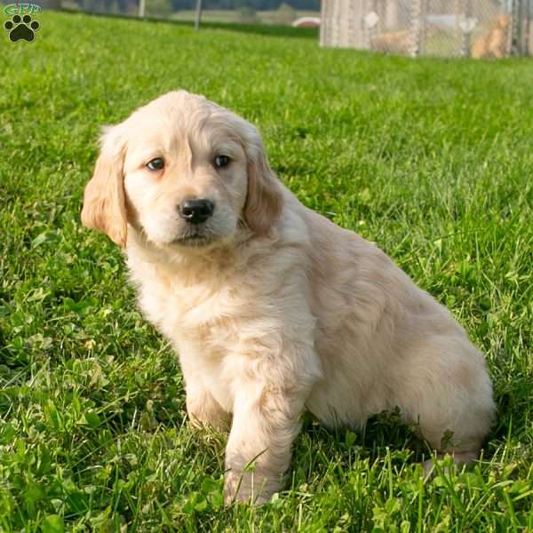 Conner, Golden Retriever Puppy